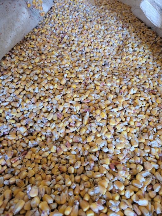 Pszenica, jęczmień kukurydza