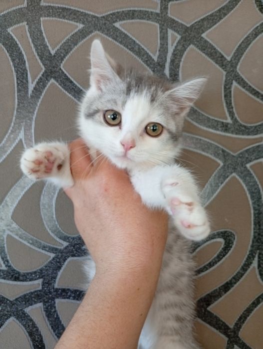 Котята Британские