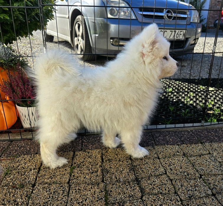 Samoyed szczeniak suczka