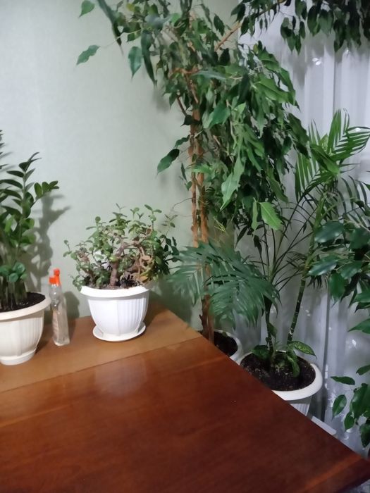 Здам кімнату в квартирі для дівчини в р-ні Київської.