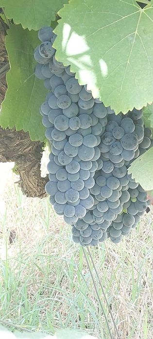 Uvas para vinho verde -Amarante