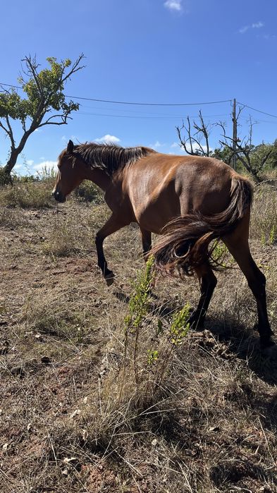 Egua puro sangue lusitano 3 anos