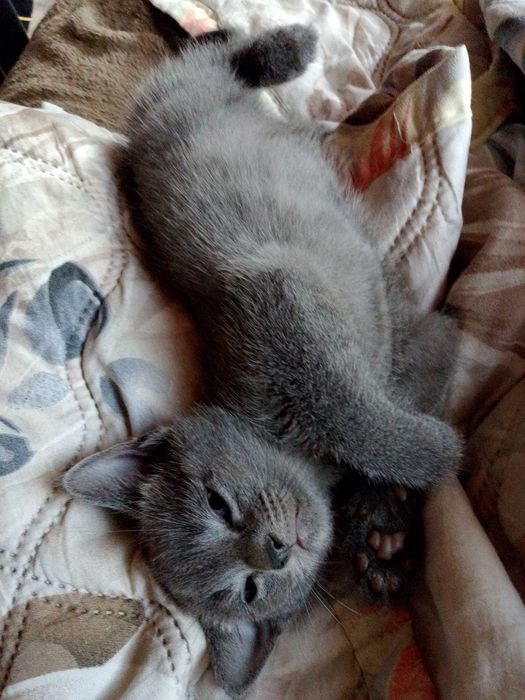 Rosyjskie niebieskie  koty