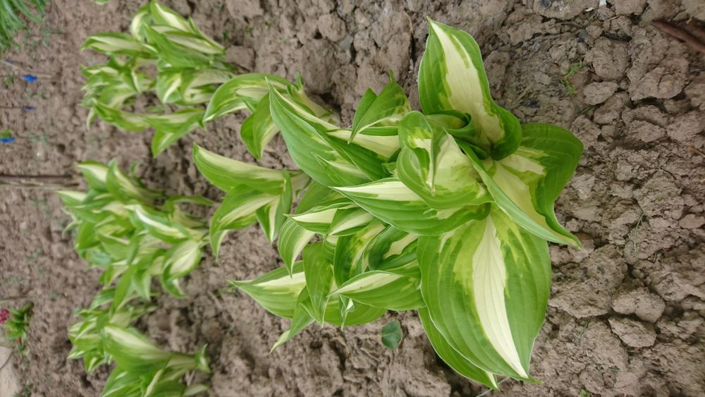 Акція! садові квіти:бадан,хоста,обріета,гвоздика...