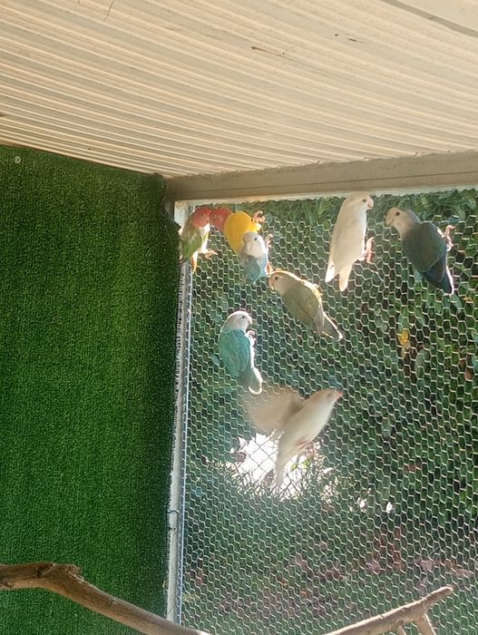 Vendo casal agapórnis mais 3 agapórnis