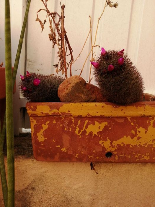 Cacto Mamilaria Matudae "Cacto Anaconda"