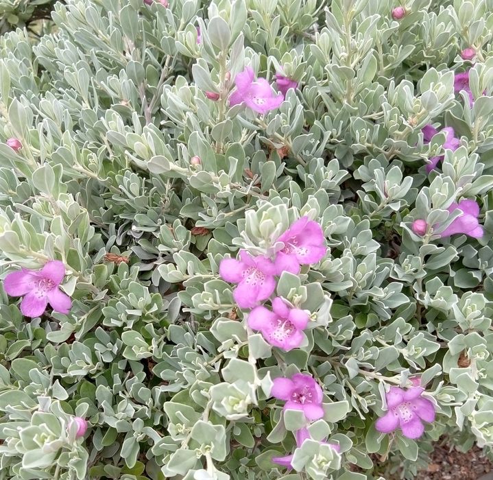 Леукофиллум кустарниковый