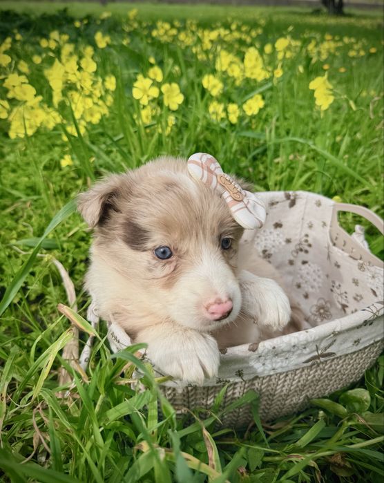 Excelente menina border collie red merle
