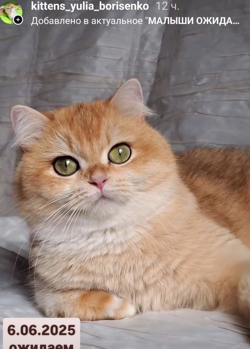 Ручные лапулички, нежные котята золотая шиншилла