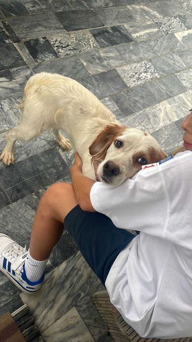 Cadela para adopção responsável