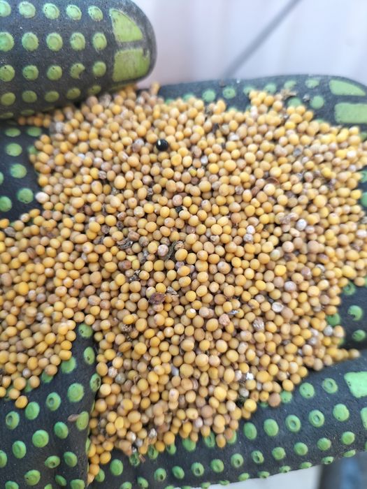 Gorczyca biała nasiona