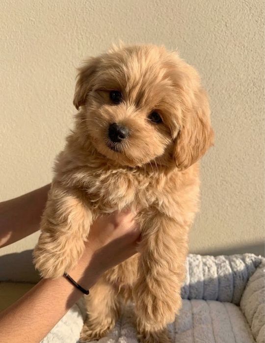 Maltipoo puchata piękna kręcona suczka typ laleczki jedyna taka
