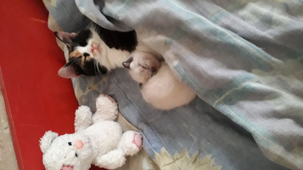 Пропала кошечка! Сидела на скамейке остановка трамвая Ин.физкультуры