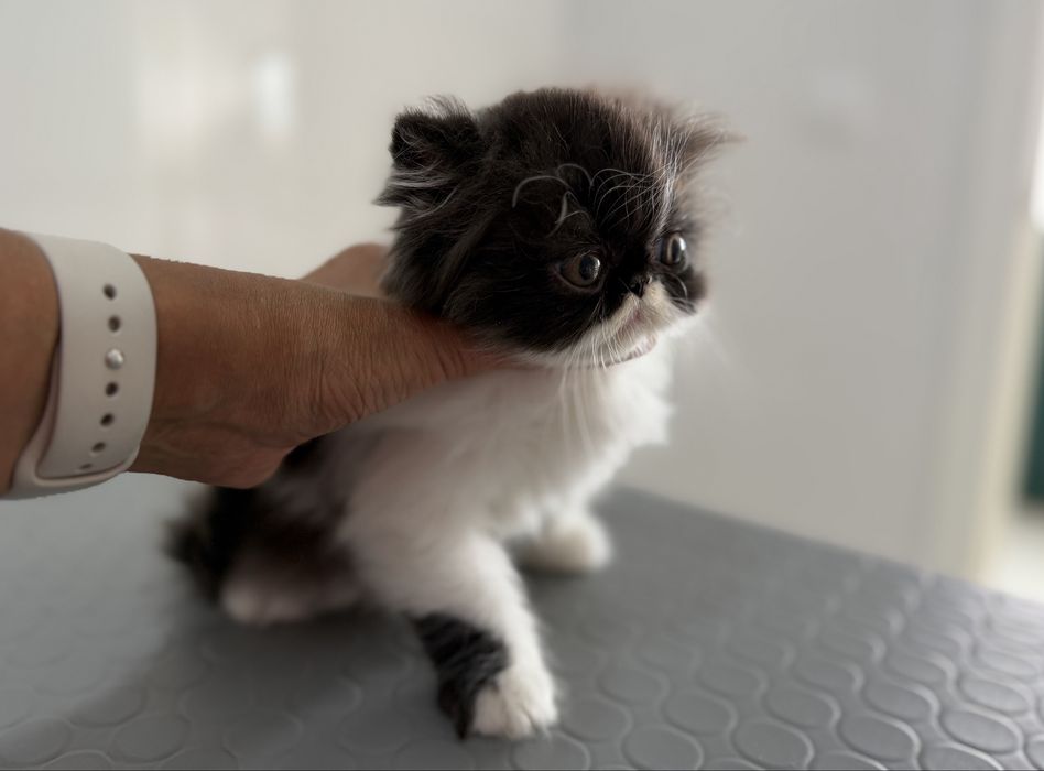Gatinho Persa  Premium ! Excelente Linhagem!