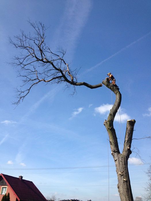 Wycinka i pielęgnacja drzew metodą alpinistyczną