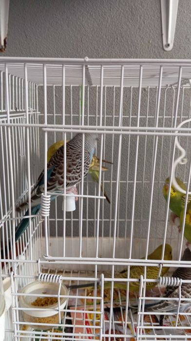 Vendo piriquitos Australianos