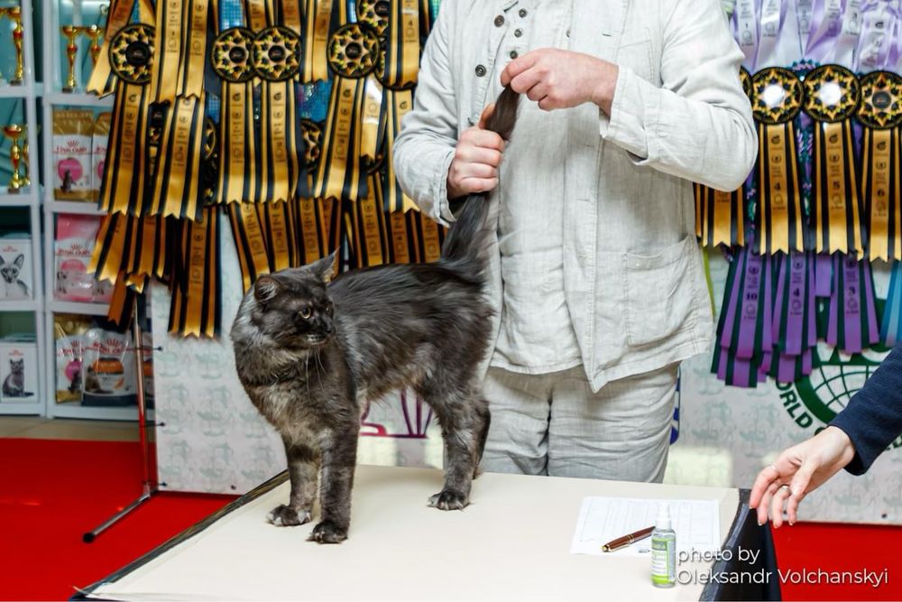 Мейн кун на парування