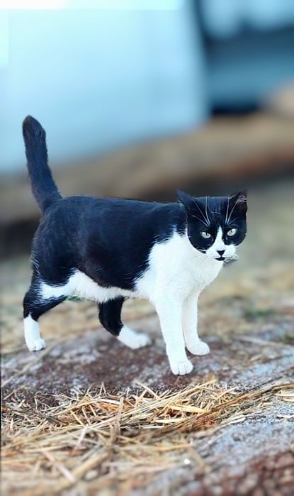 Noa procura uma familia para sempre