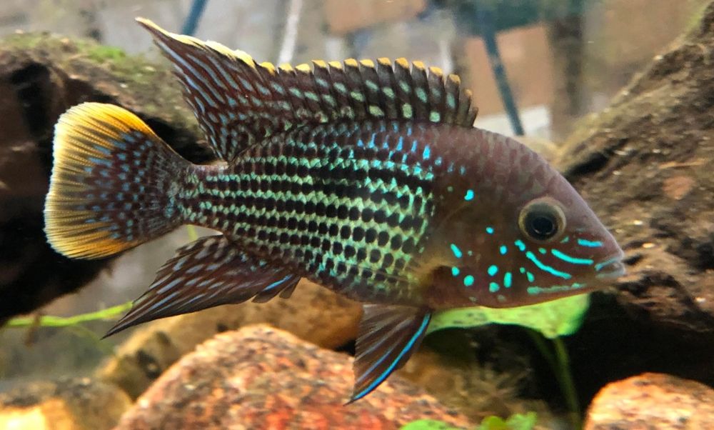 Green terror (audionarca rivulatos )