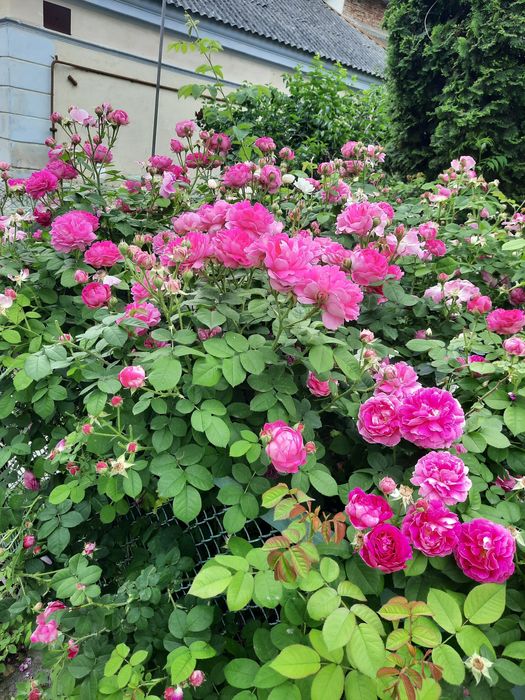 Трояндове варення.