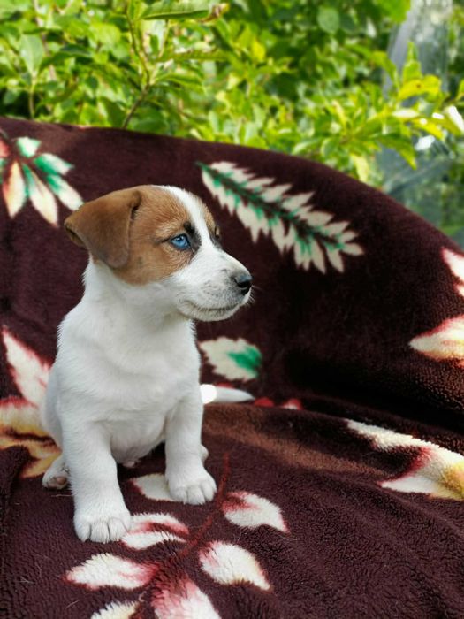 Wzorcowy Jack Russell terrier piękna budowa rodzice FCI