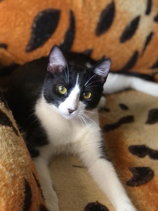 Котик 2  год Феликс бесплатно