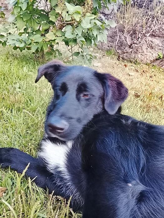 Zeus para adoção responsável