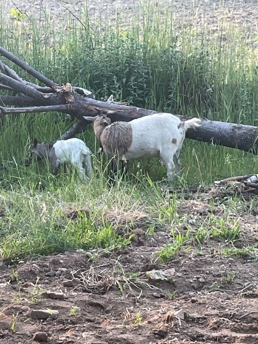 cabra anã  parida com um cabrito