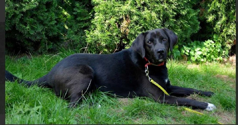 KENZIK radosny, lubi zabawy z psami do adopcji