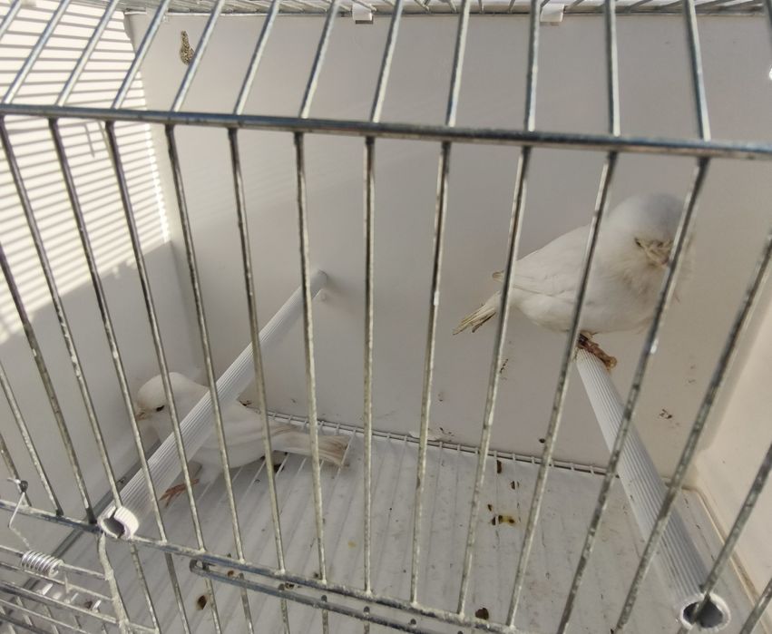 Vendo canários amarelos