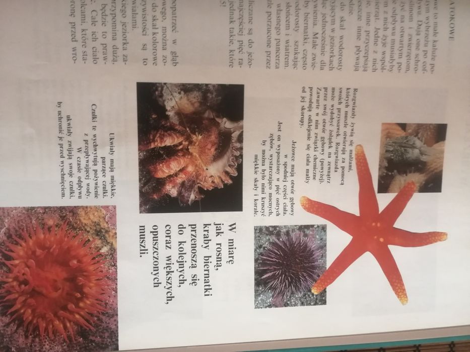 Życie oceanu mały odkrywca, książka dla dzieci