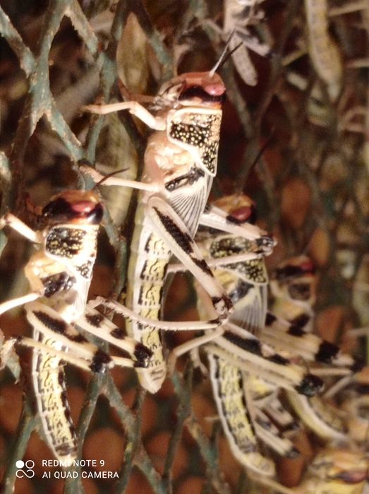 Szarańcza wędrowna pustynna