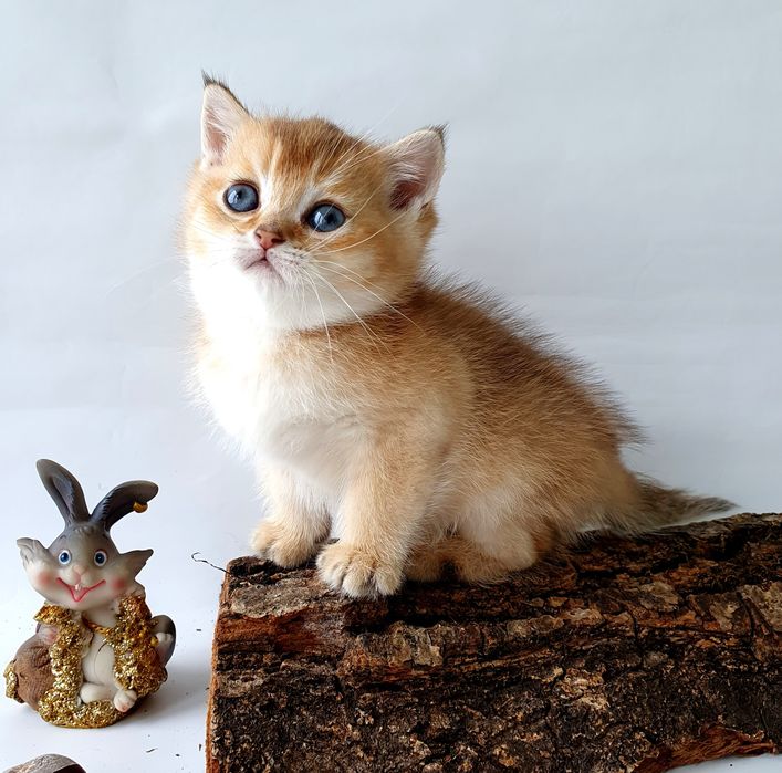 Британские котята, клубные котики, кошечки. Есть разные окрасы г. Киев