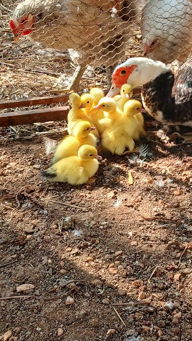 Patos mudos jovens