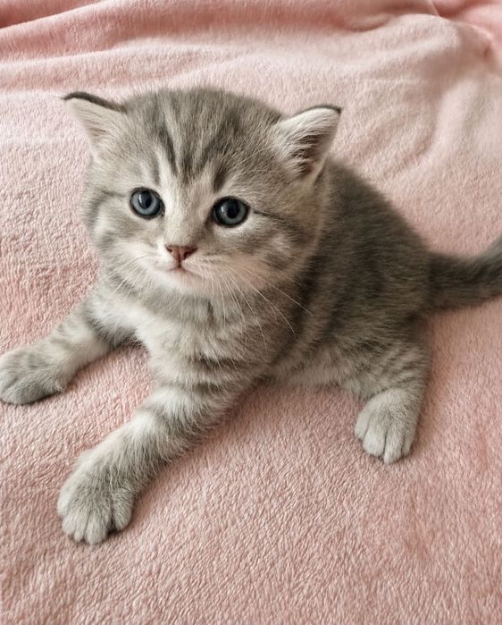 Fêmea  tabby silver