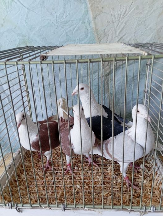 Gołębie pocztowe  śląskie tarczowe