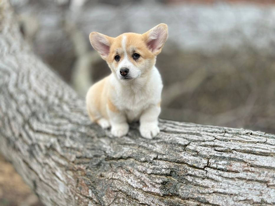 Вельш коргі пемброк дівчата