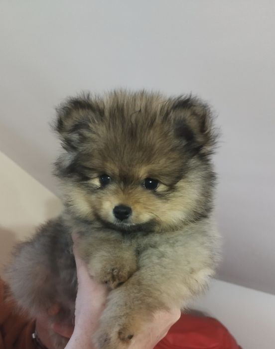 Zkwp szpic miniaturowy pomeranian