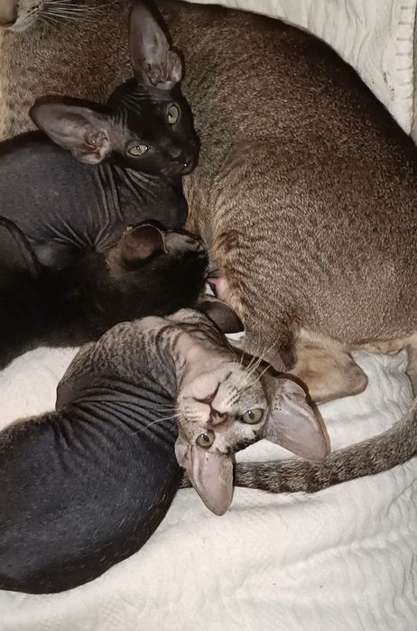 Петерболд. Петербургский свинкс (ориентальный).