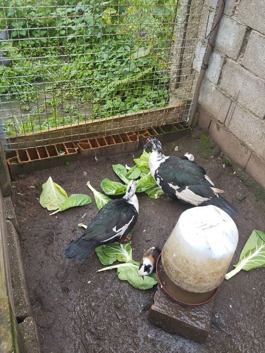 Casal de patos mudos