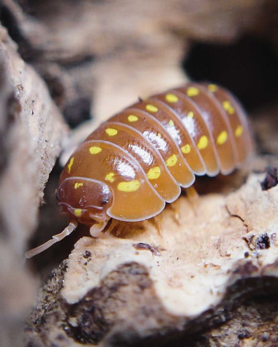 Armadillidium frontetriangulum "Orange", isopody, 10 szt.