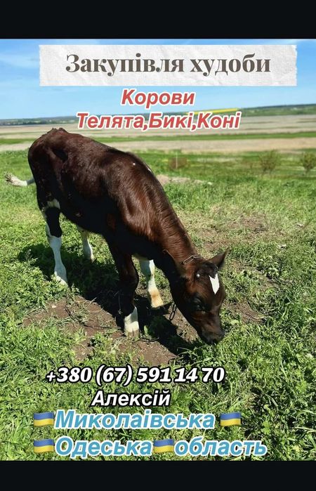 Корова бык купить
