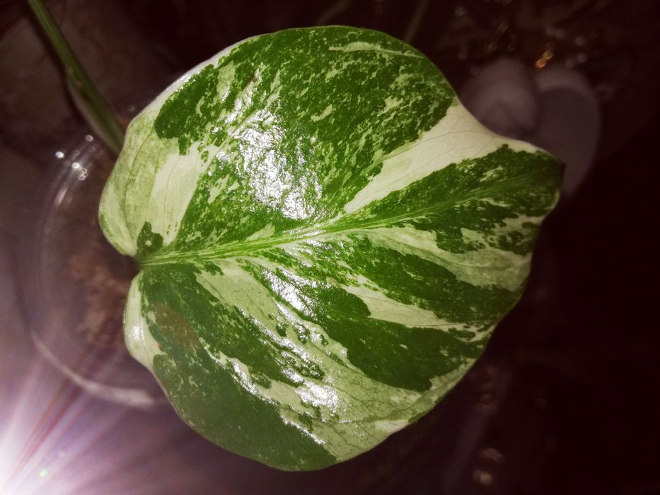 Monstera Alba Variegata NOWA biała piękna roślina jedwab philodendron