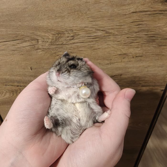 Happy chomik. Zestaw 3