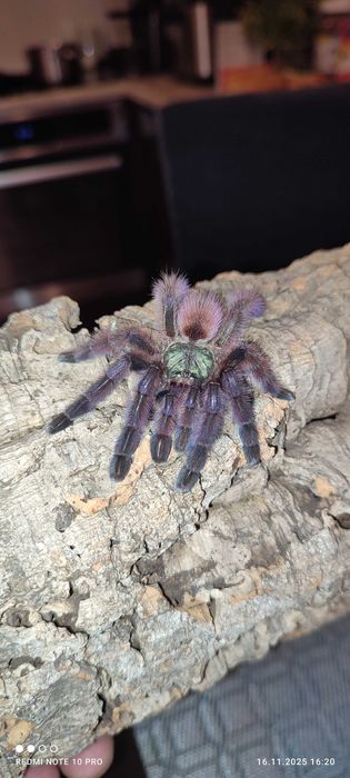 Pająk Ptasznik caribena versicolor