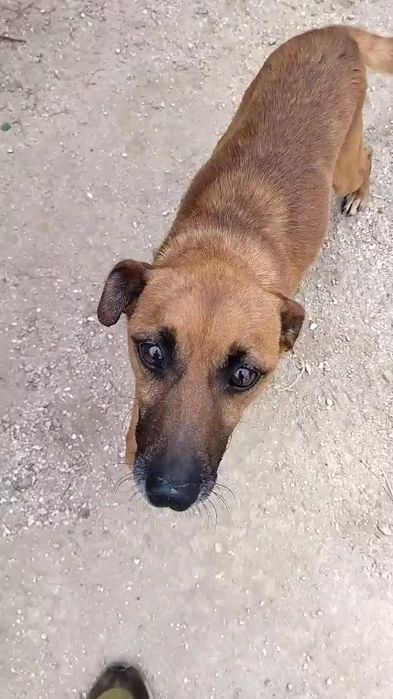 Cão pequeno e meigo