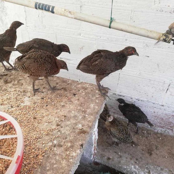 faisão versicolor para venda nascidos este ano maio 2025