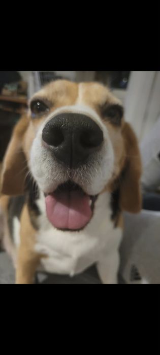 Adopcja - Beagle