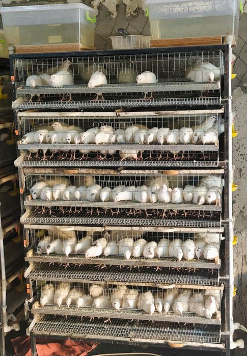 Клетка для перепелов б/у