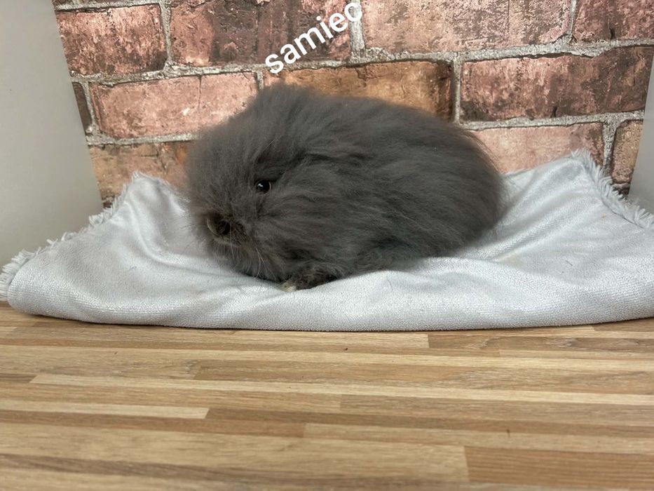 Króliczki karzełki Teddy mini króliki